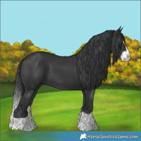 Horse Color:Black Splash Frame 