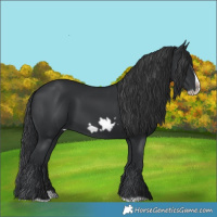 Horse Color:Black Splash Frame 