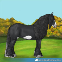 Horse Color:Black Splash Frame