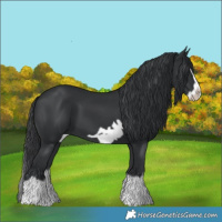 Horse Color:Black Splash Frame 