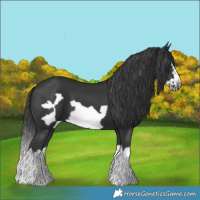 Horse Color:Black Splash Frame 