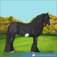 Horse Color:Black Splash Frame 