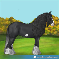Horse Color:Black Splash Frame 