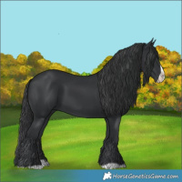 Horse Color:Black Splash Frame