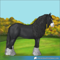 Horse Color:Black Splash Frame 