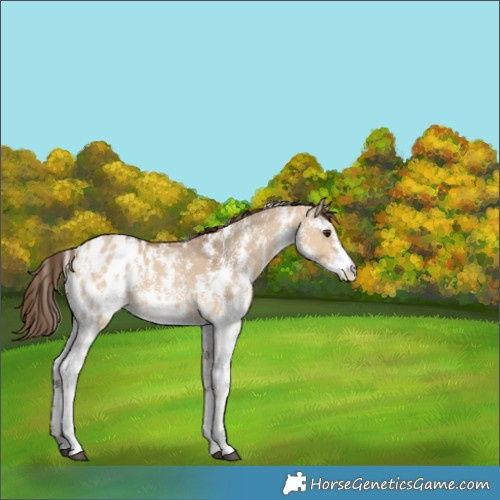 Horse Color:Bay Dun Sabino Appaloosa 