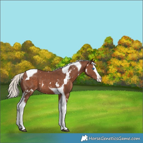 Horse Color:White Spotted Silver Black Splash Tobiano 