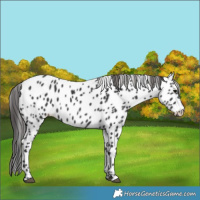 Horse Color:Black Appaloosa 