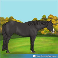 Horse Color:Smoky Black Splash 