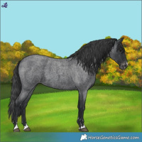 Horse Color:Blue Roan Varnish