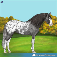 Horse Color:Smoky Blue Roan Splash Blanket 