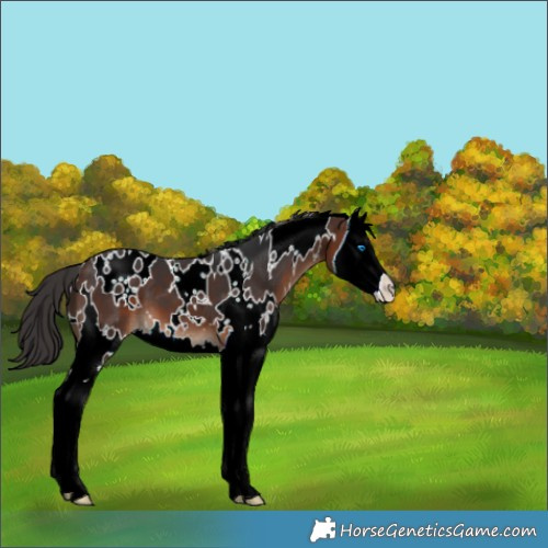Horse Color:White Spotted Brown Splash