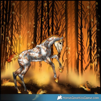 Horse Color:Bay Appaloosa 