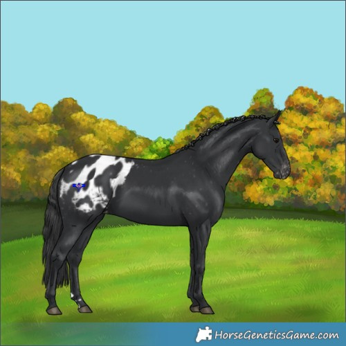 Horse Color:Black Appaloosa 