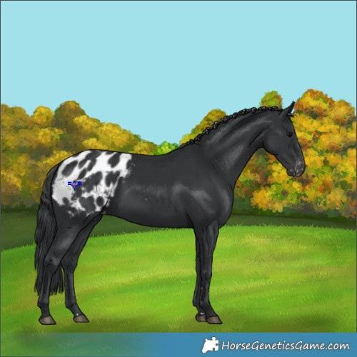 Horse Color:Black Appaloosa 
