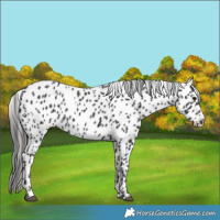 Horse Color:Black Leopard 