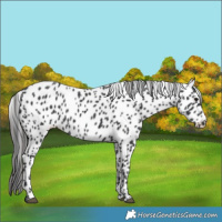 Horse Color:Black Appaloosa