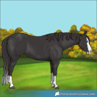 Horse Color:Smoky Black Splash 