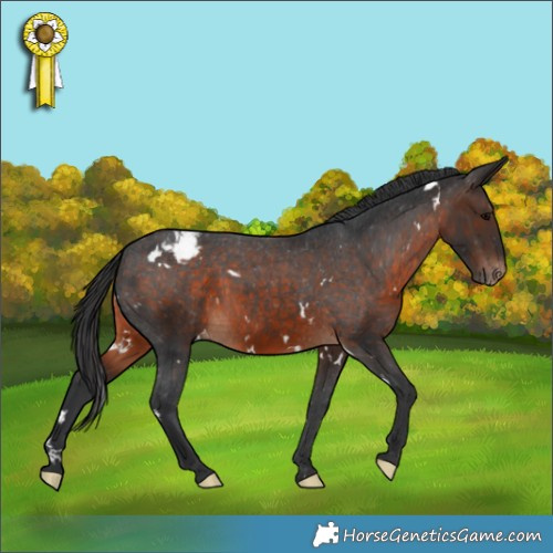 Horse Color:White Spotted Brown Appaloosa 