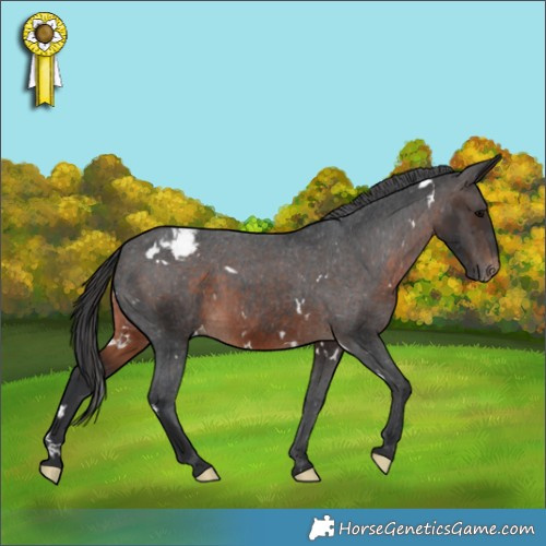Horse Color:White Spotted Brown Appaloosa 