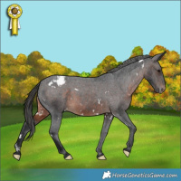 Horse Color:White Spotted Brown Appaloosa 