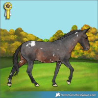 Horse Color:White Spotted Brown Appaloosa 