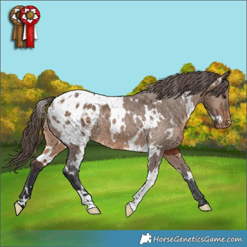 Horse Color:White Spotted Brown Dun Appaloosa 