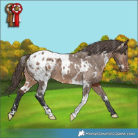 Horse Color:White Spotted Brown Dun Appaloosa
