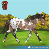 Horse Color:White Spotted Brown Dun Appaloosa 