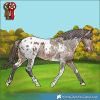 Horse Color:White Spotted Brown Dun Appaloosa 