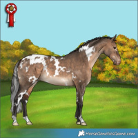 Horse Color:White Spotted Brown Dun Varnish 