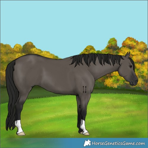 Horse Color:Gray Grullo 