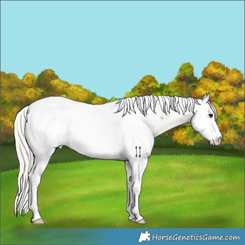 Horse Color:Silver Bay Ice Roan Splash Tobiano Appaloosa 