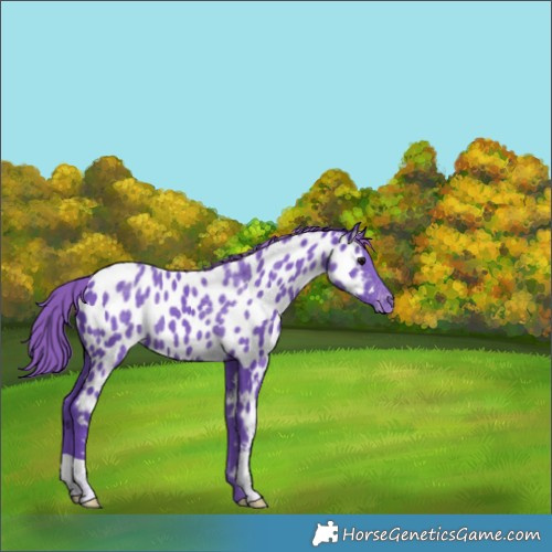 Horse Color:Watercolor Smoky Black Appaloosa