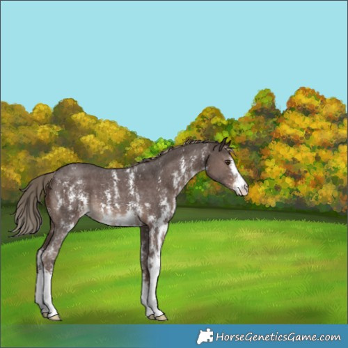 Horse Color:Liver Chestnut Sabino