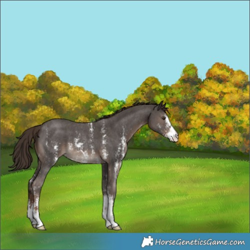 Horse Color:Liver Chestnut Sabino