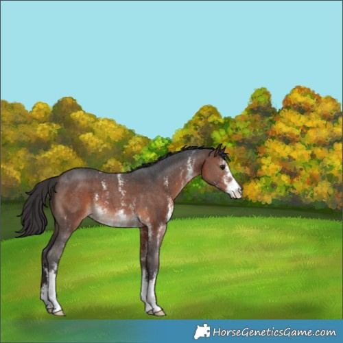 Horse Color:Brown Sabino 