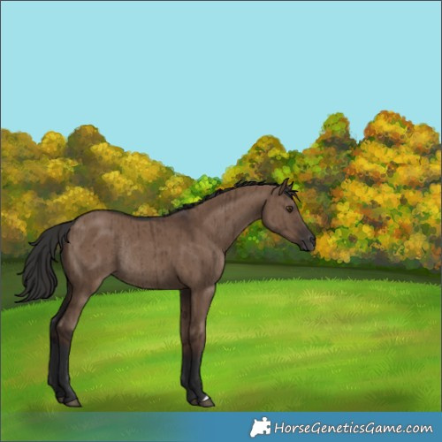 Horse Color:Liver Red Dun Rabicano Brindle