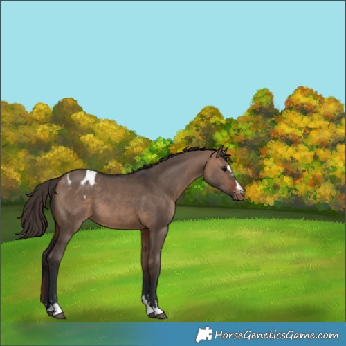 Horse Color:Bay Dun Appaloosa 