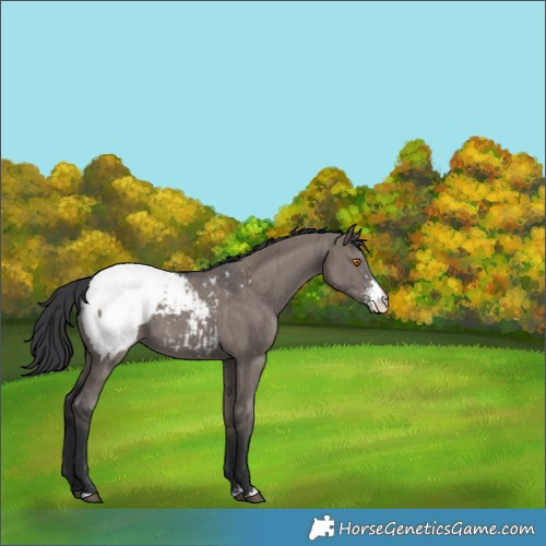 Horse Color:Grullo Sabino Appaloosa Brindle 