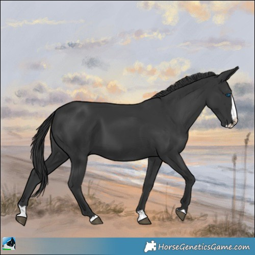 Horse Color:Black Splash 