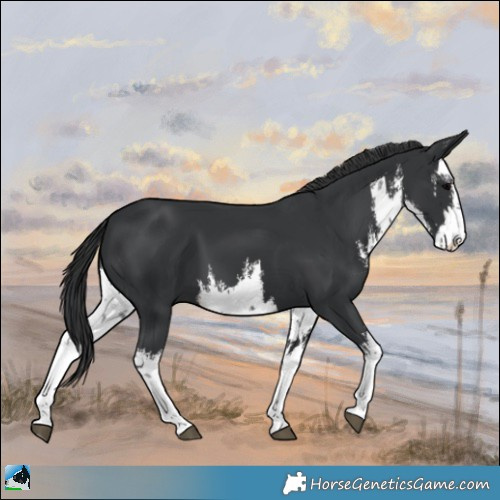 Horse Color:White Spotted Black 