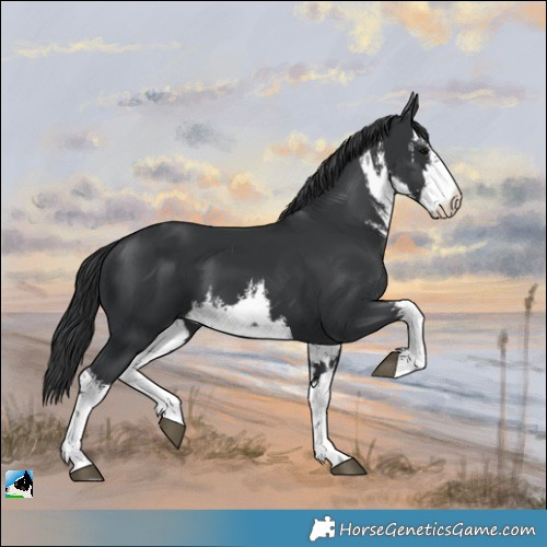 Horse Color:White Spotted Black 