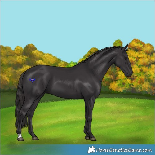 Horse Color:Smoky Black 