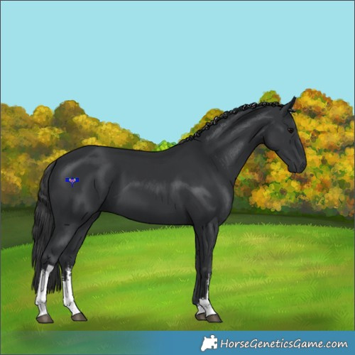 Horse Color:White Spotted Black 