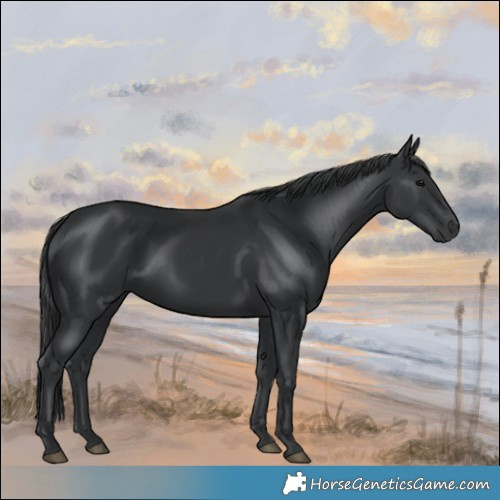Horse Color:Black 