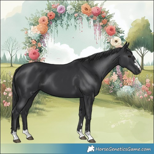 Horse Color:Black 