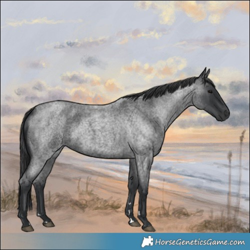 Horse Color:Blue Roan 