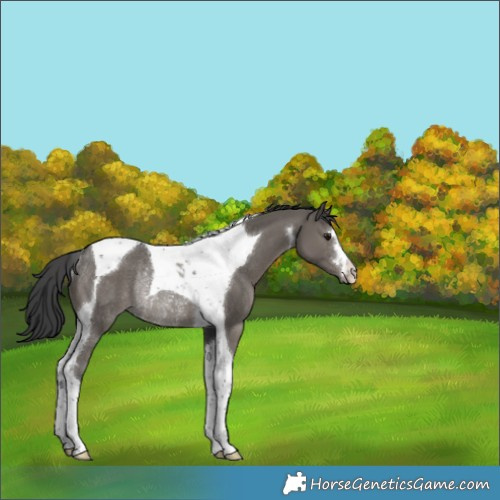 Horse Color:Grullo Tobiano Appaloosa Rabicano