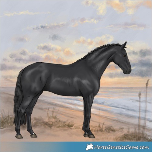 Horse Color:Black 